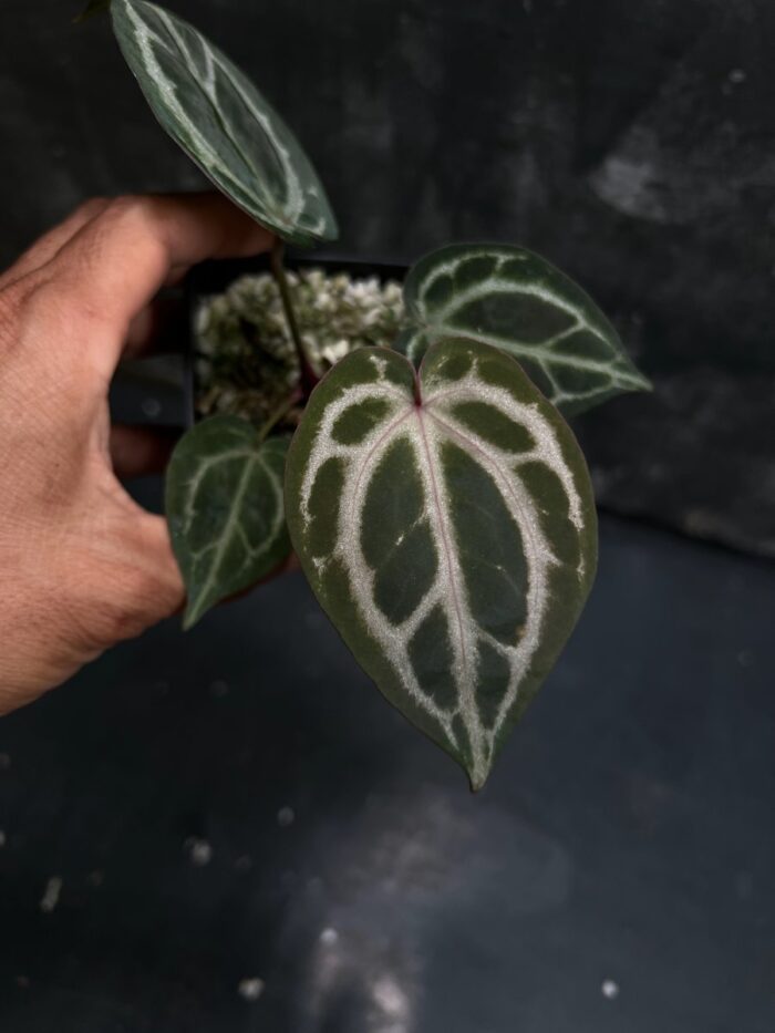 (Red crystall x SKG Pink Lemonade) 03 x Red crystall Tezula 02