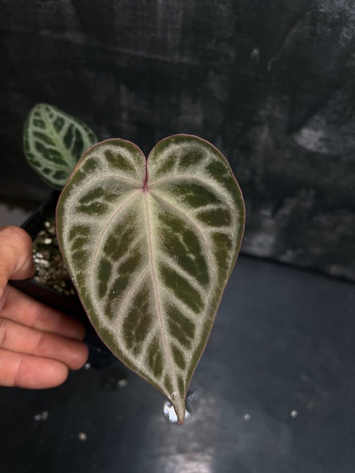 Red MBR x Silver king