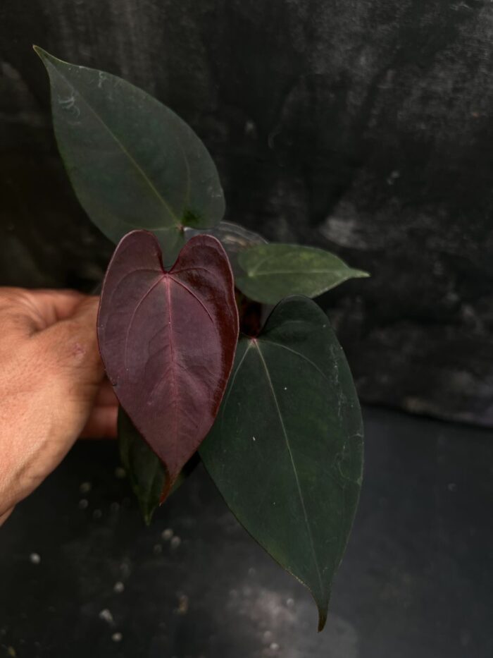 Portillae x (Dark handsome x Red velvet cake)