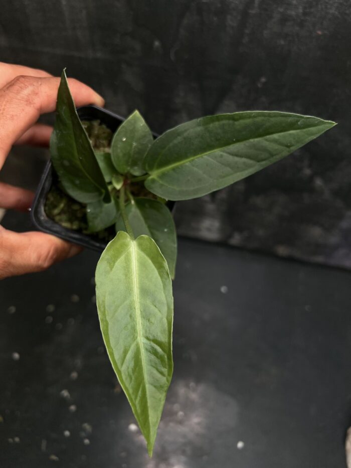 Villenaorum x Pallidiflorum