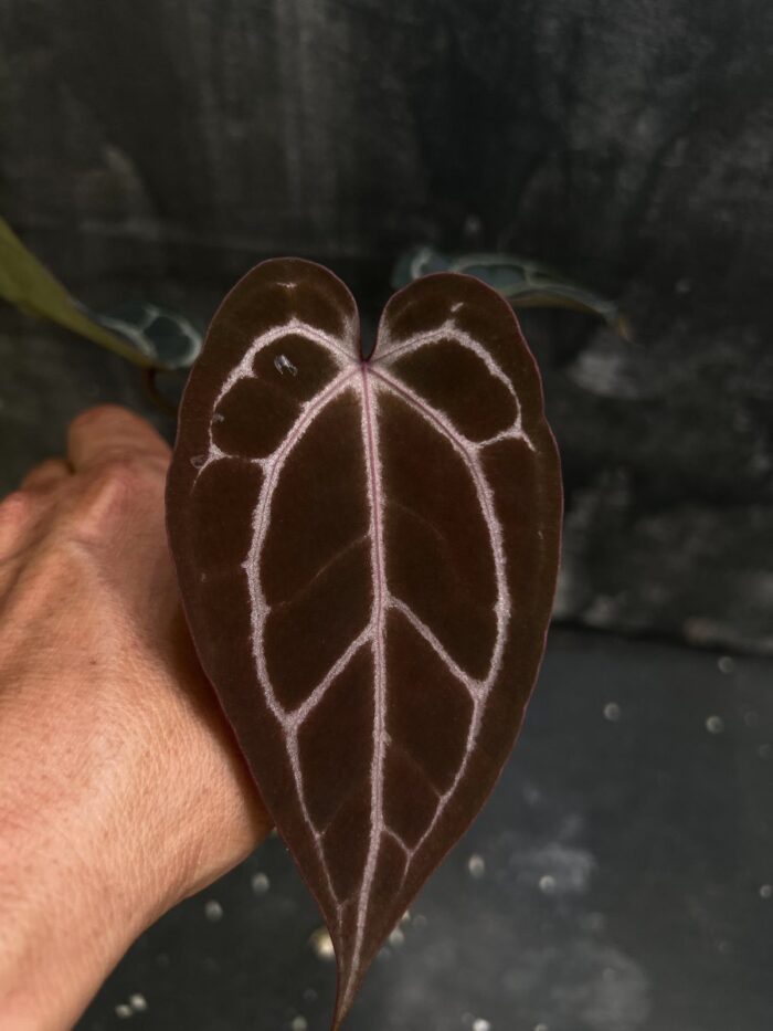 (SKG silver x Red magnificum) x Red crystall Tezula 02