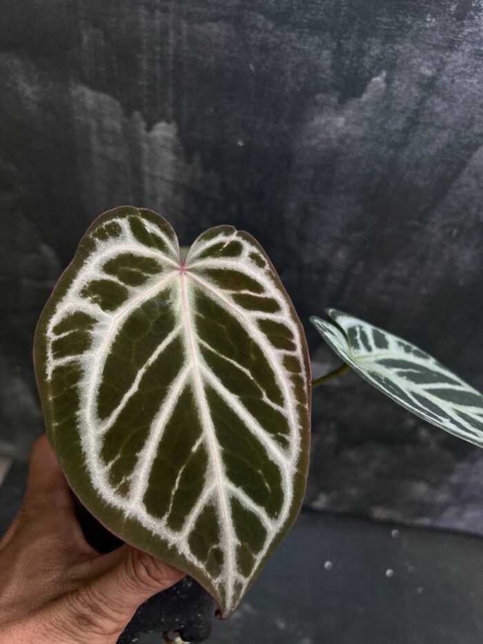 Red MBR hybrid x Red crystall Tezula 01