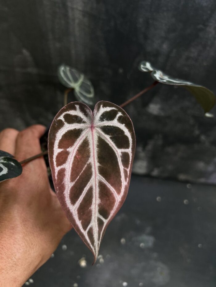 Forgetii x Red crystall Indo