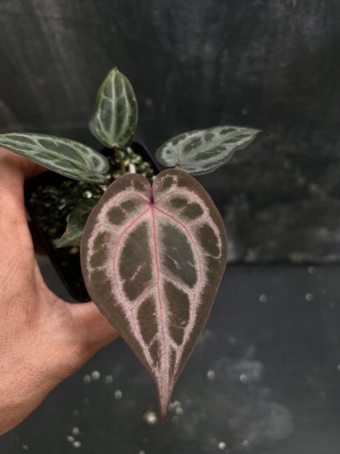 (Red crystall x SKG Pink Lemonade) 03 x Red crystall Tezula 02