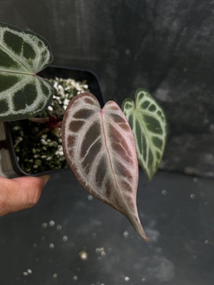 Silver dark form x SKG Pink Lemonade