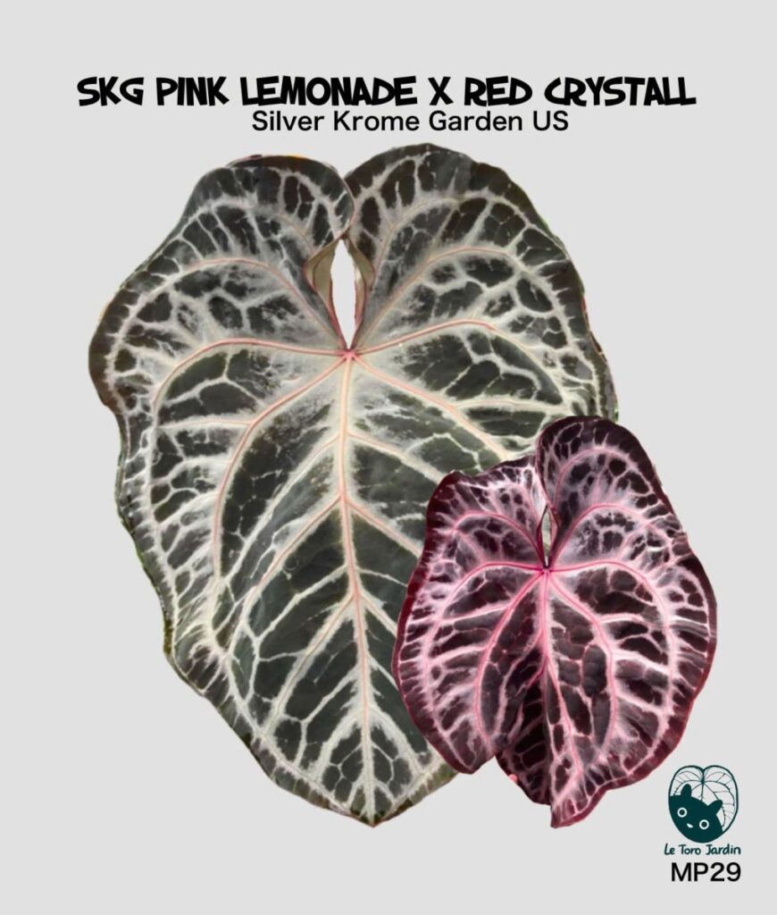 (SKG Pink Lemonade x Red crystall)