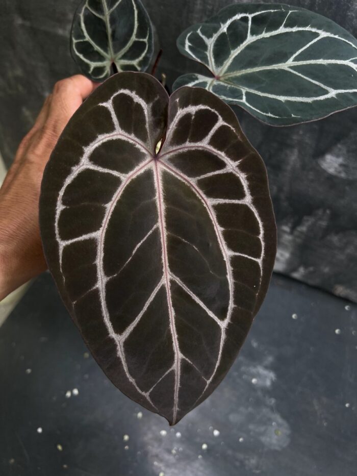 (SKG silver x Red magnificum) x Red crystall Tezula 02