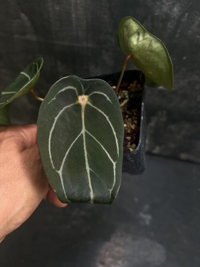 Red spider from seed 1