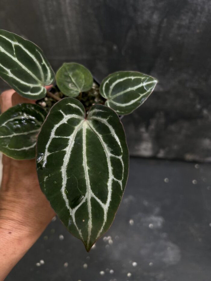 (Chocolate x Red crystall) x (Black widow x Michelle)