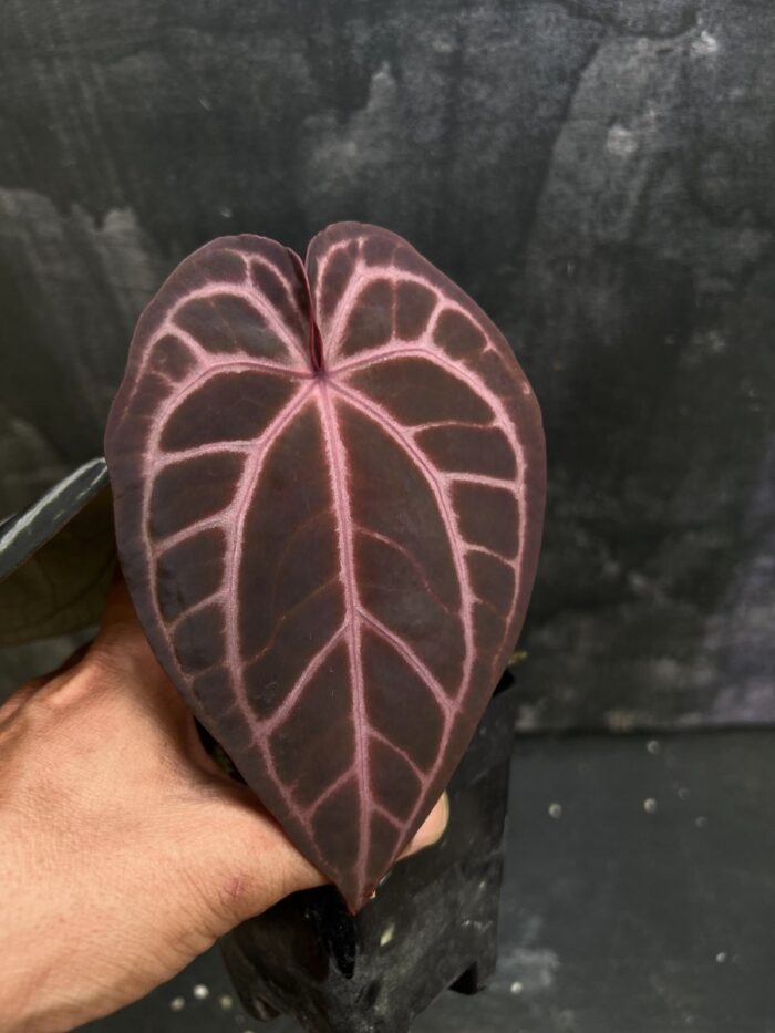 SKG Pink Lemonade x Red crystall Tezula