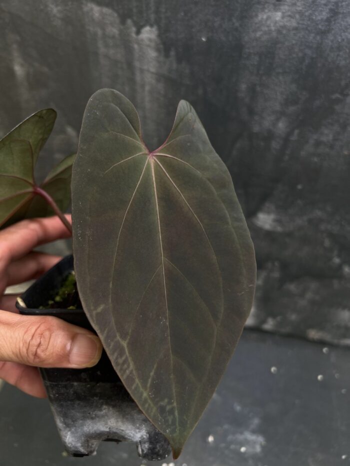 AOS Thailand x AOS purple
