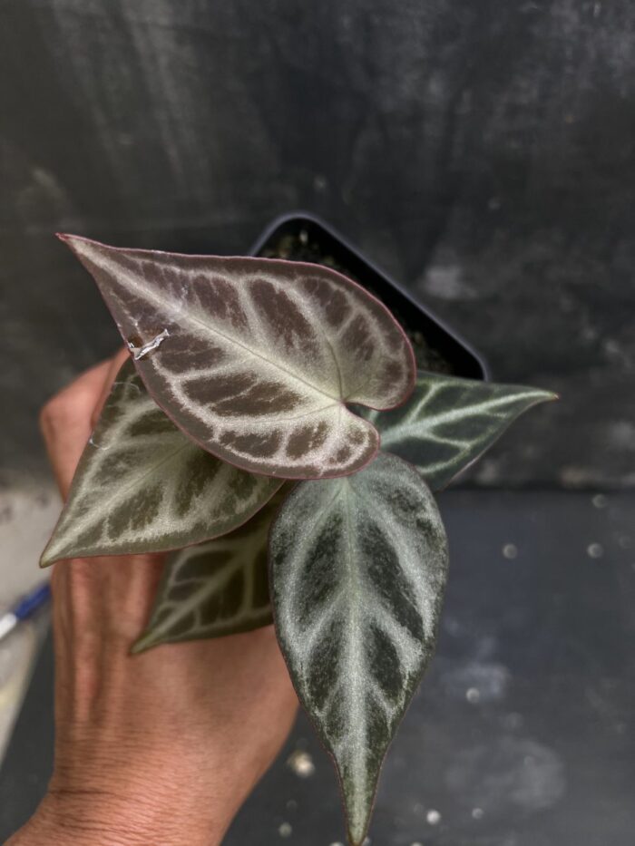 Crystall silver 1 x (SKG Pink lemonade x Red crystall)