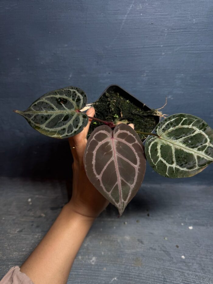 Red tiger cuttings
