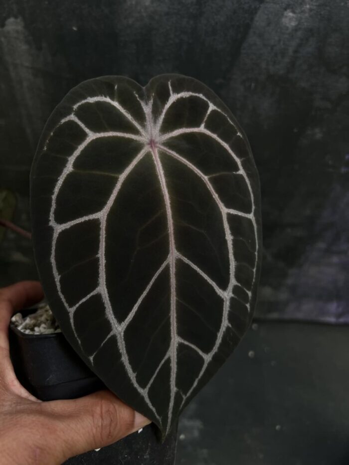 Forgetii x Red spiders