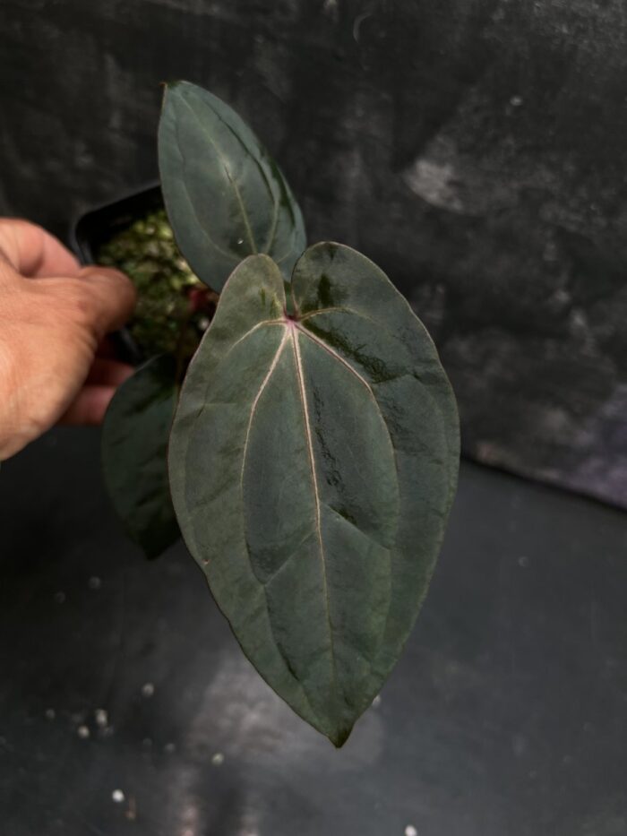 (Black widow x Black widow) x Red vein dark phoenix