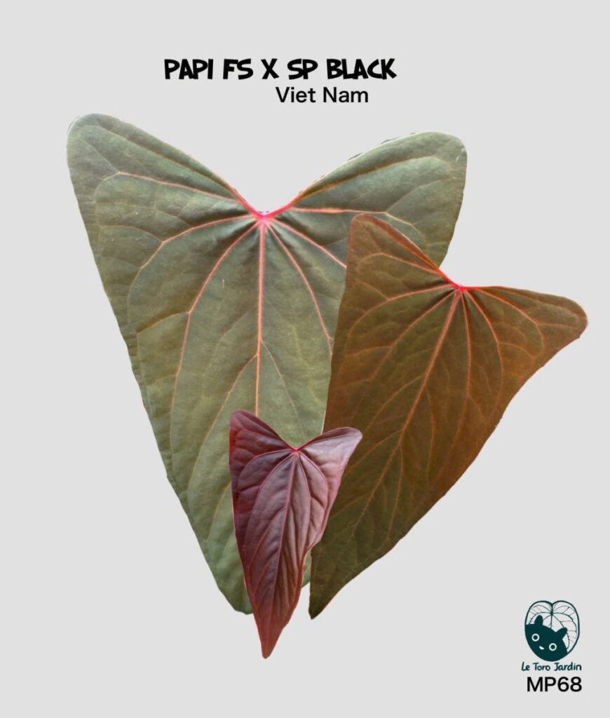 (Papi FS x SP Black)