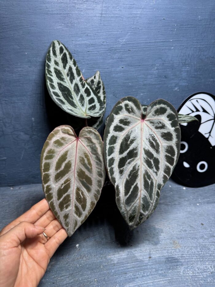 (SKG Pink Lemonade x self super silver) x Zara F4 selected