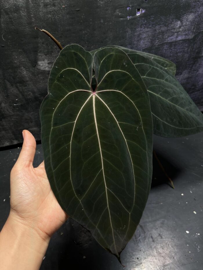 Red crystall x AOS