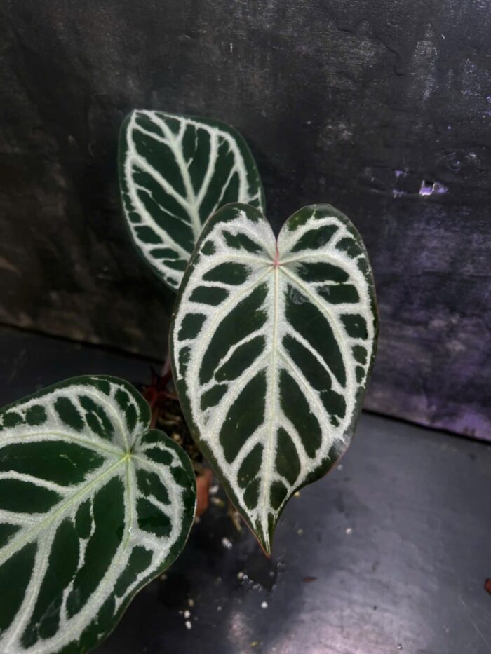 Red MBR hybrid x Red crystall Tezula 01