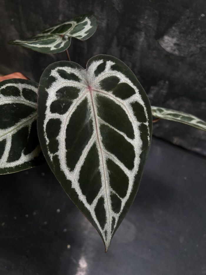 (Forgetii x Red crystall) x Red crystall