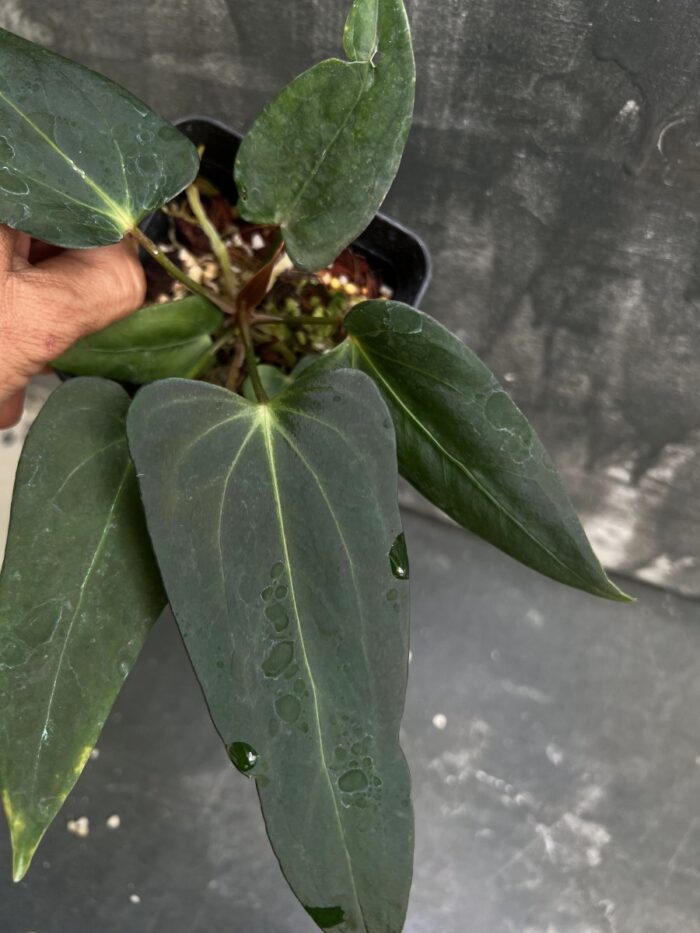 Portillae indo x Warocqueanum