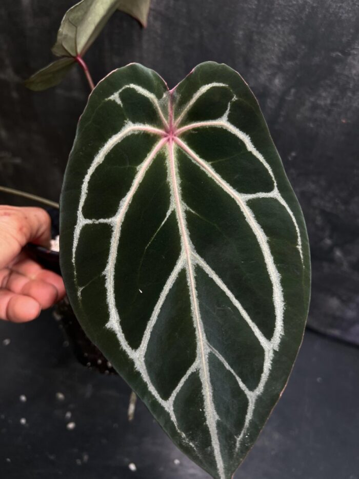 Forgetii x Red crystall
