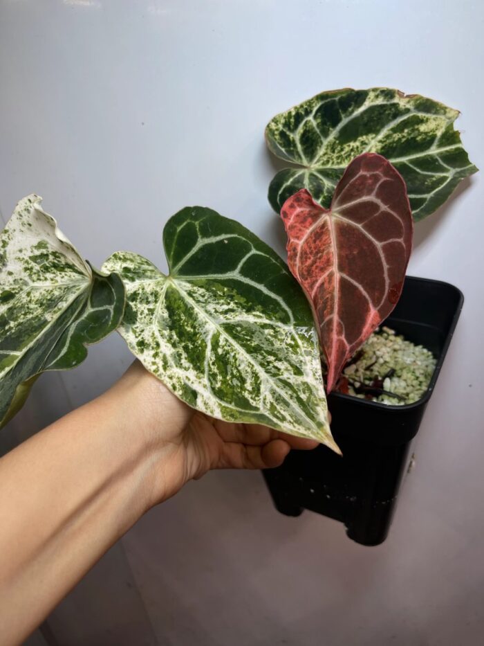 Crystall marble variegated