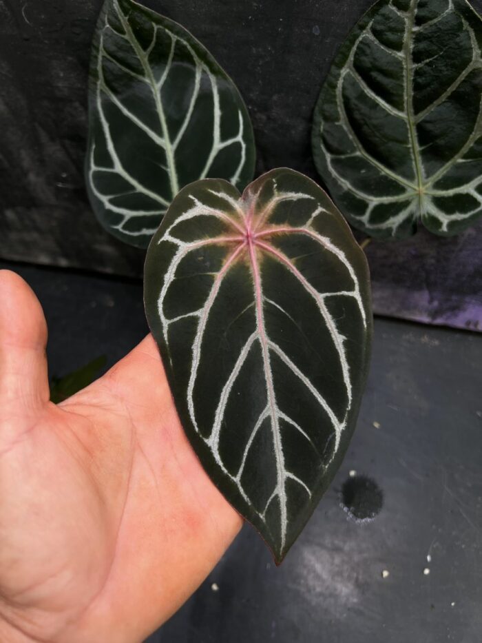 Forgetii x Red crystall Tezula 01