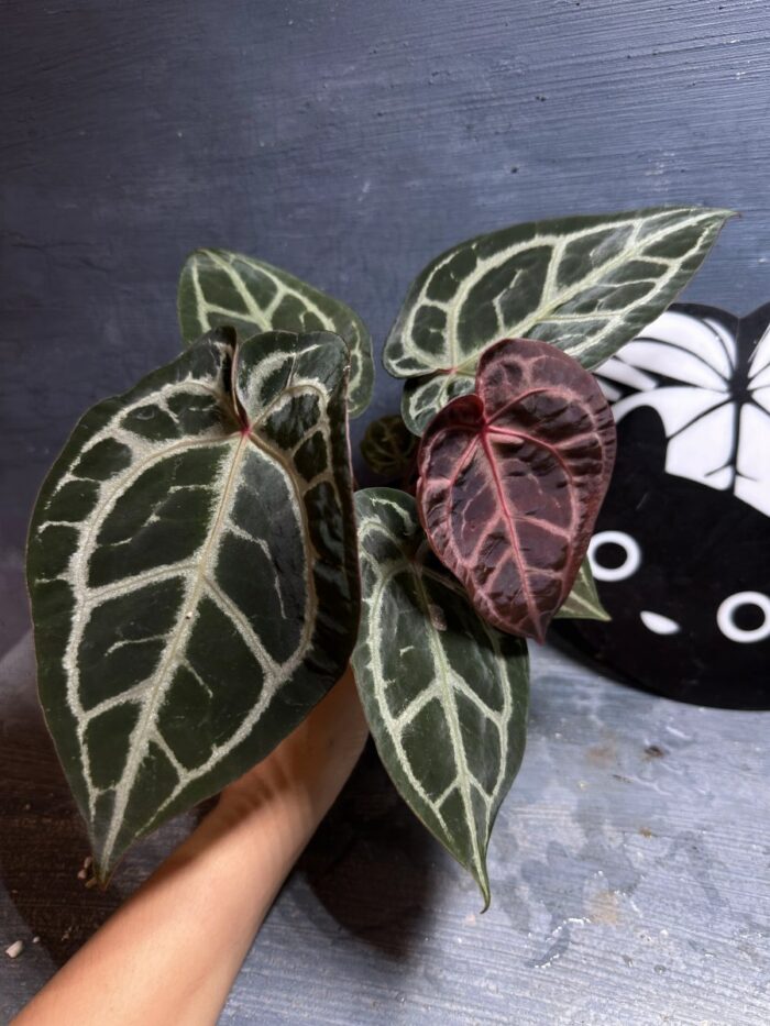 Red crystall Tezula 01 x (SKG Pink x RC)