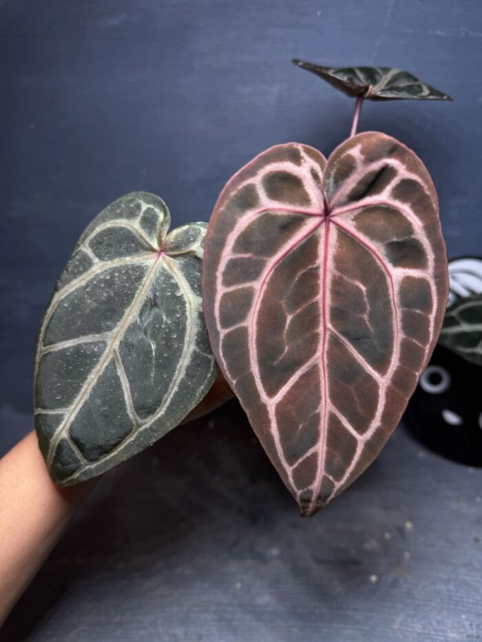 Zara F4 purple x Red crystall Tezula 01