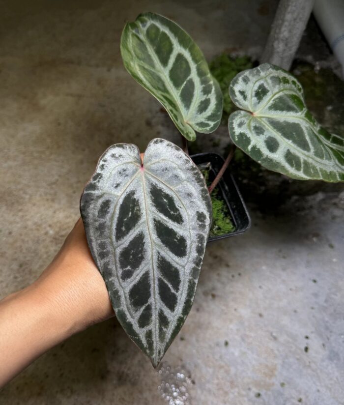 LT Cloudora x Zara F4