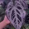 Anthurium SKG Pink Lemonade x self selected - LT Cloudora