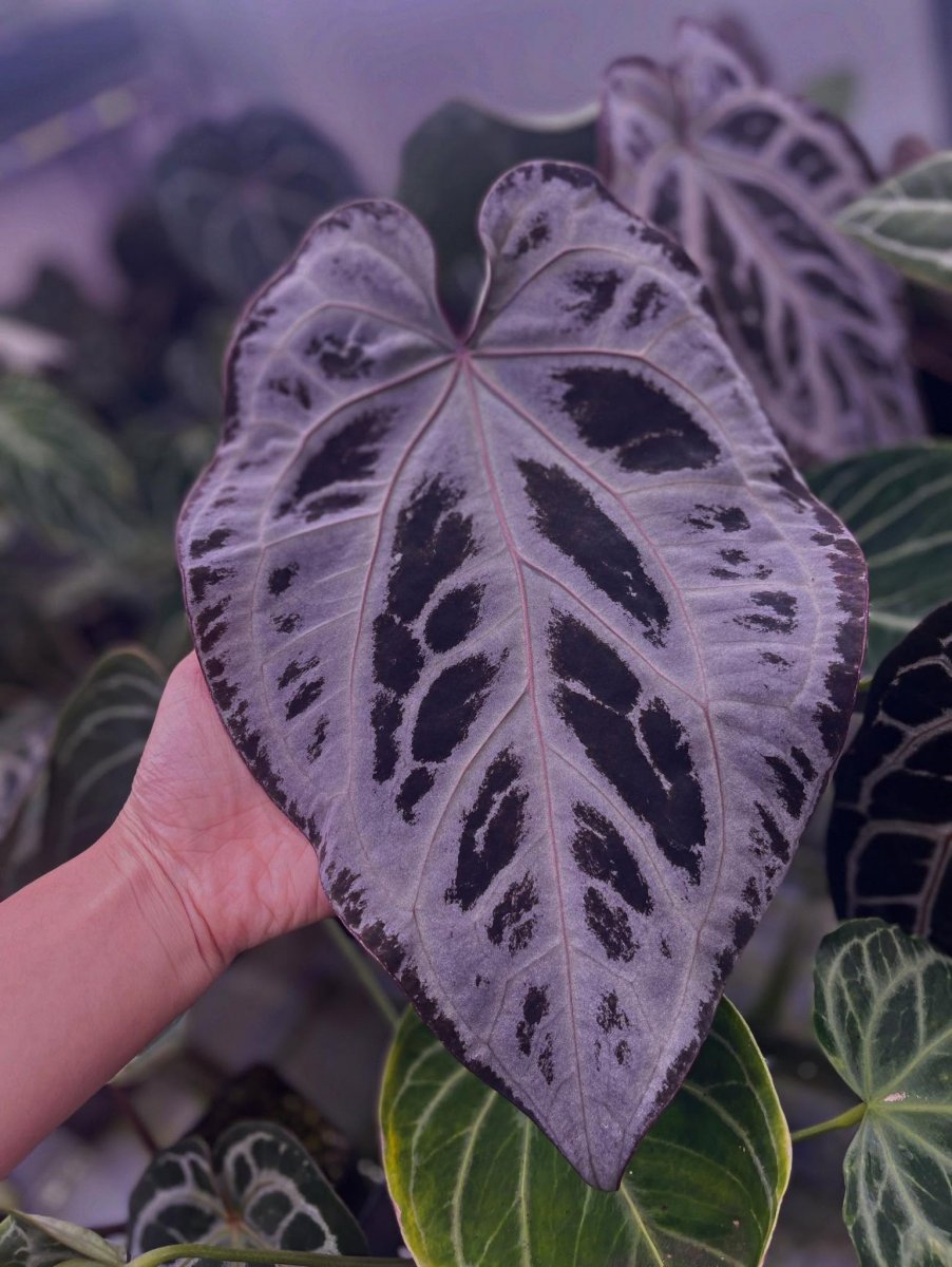 Anthurium SKG Pink Lemonade x self selected - LT Cloudora
