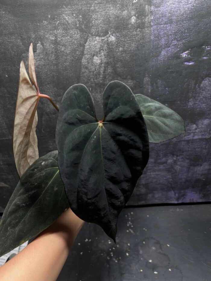 BVEP from seed