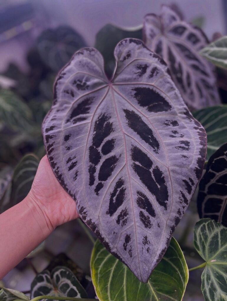 Anthurium LT Cloudora