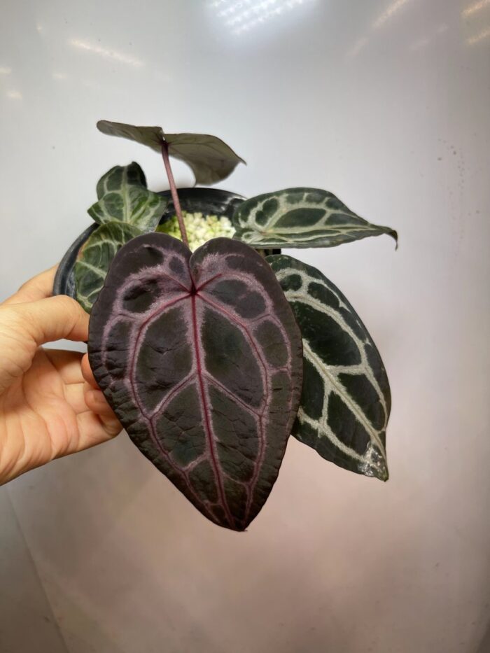 (Minerva x self) cutting