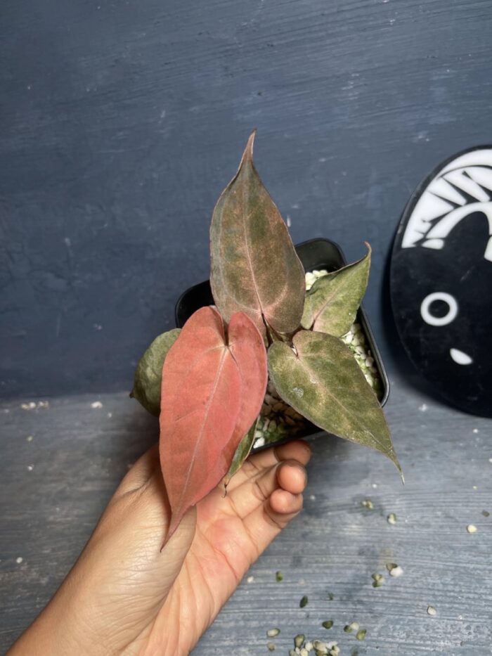 Red spider x Red vein dark phoenix