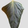 Anthurium Mr Worldwide selected