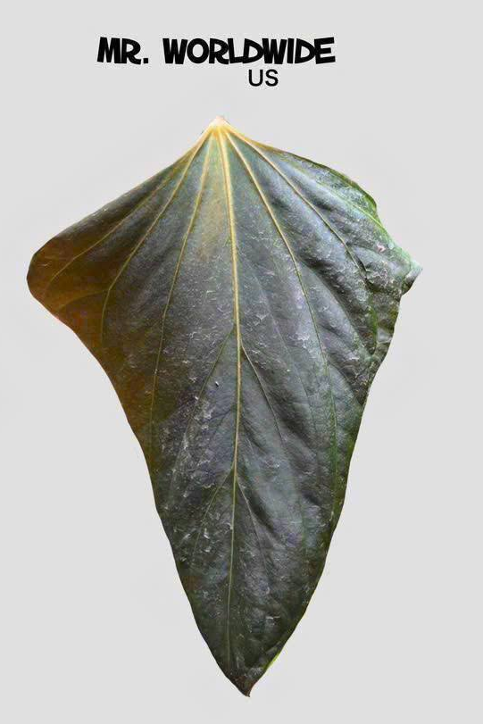 Anthurium Mr Worldwide selected