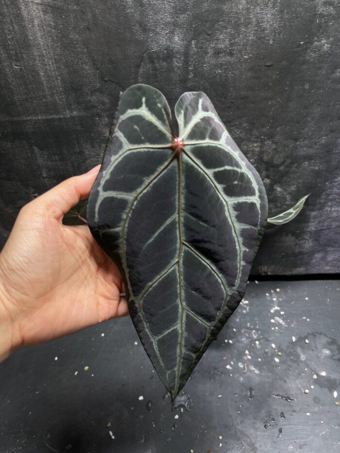 Magnificum Ecuador x Red crystall Tezula