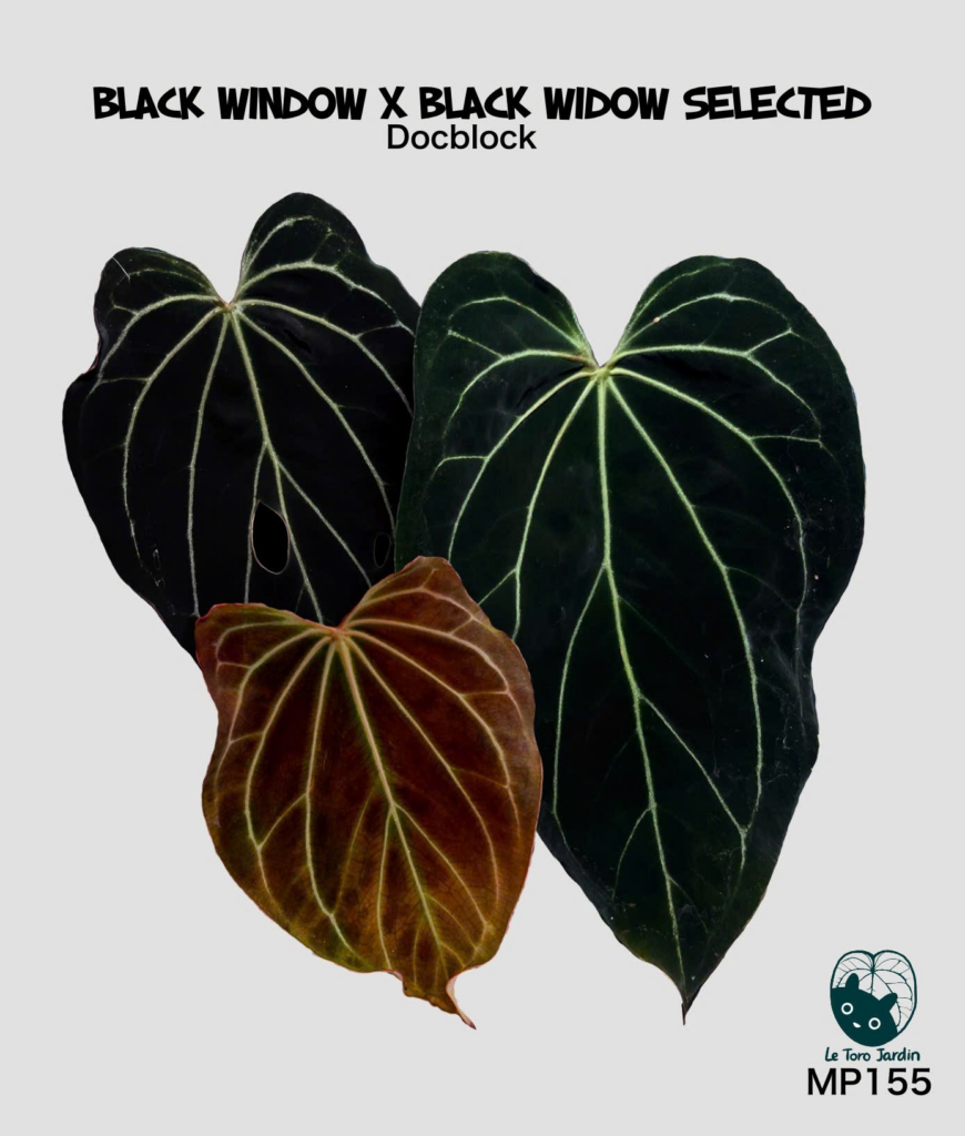 (Black widow x Black widow)