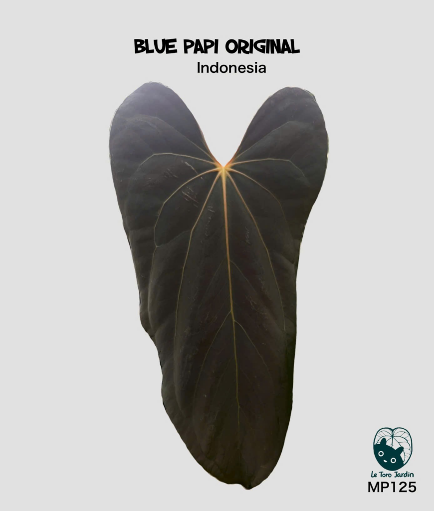 Blue papi