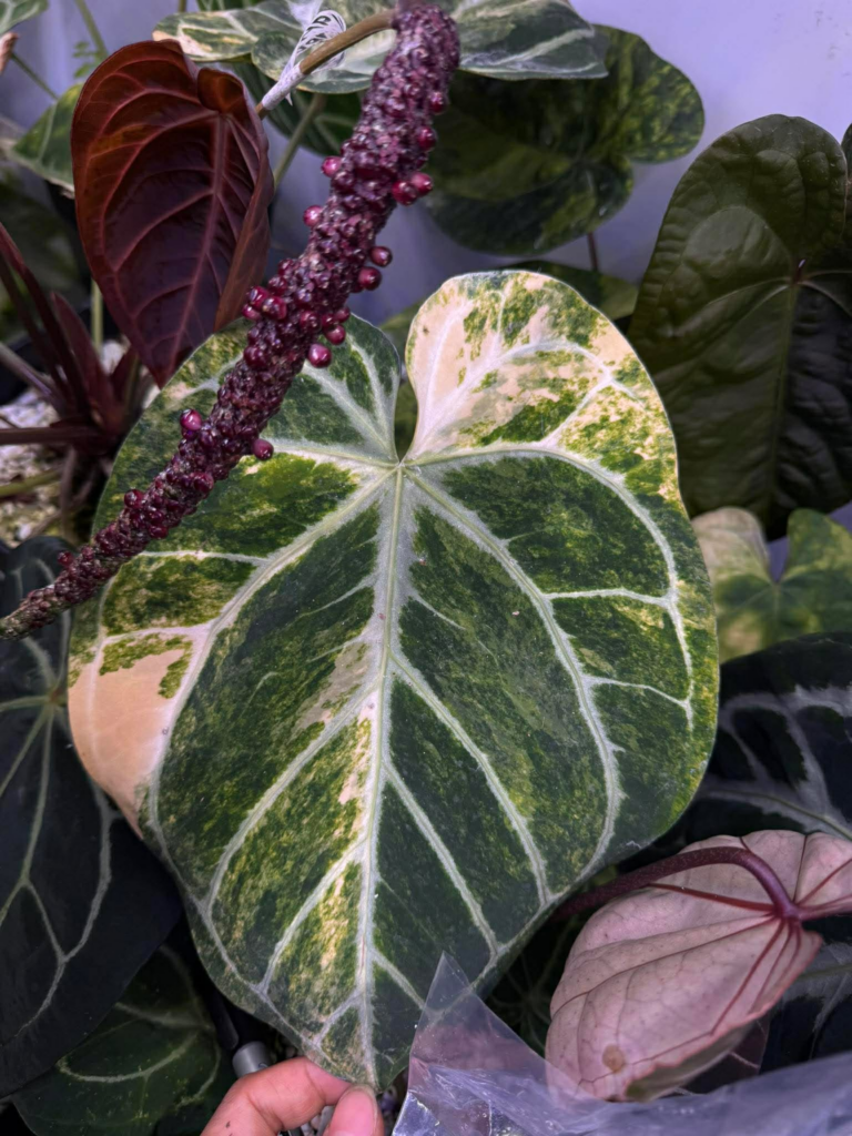 Crystall aurea variegated