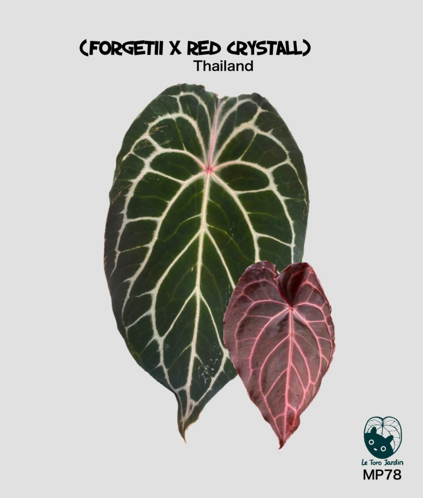 (Forgetii x Red crystall)