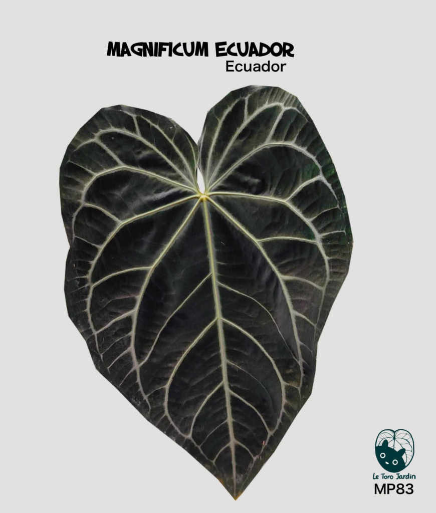 Magnificum Ecuador