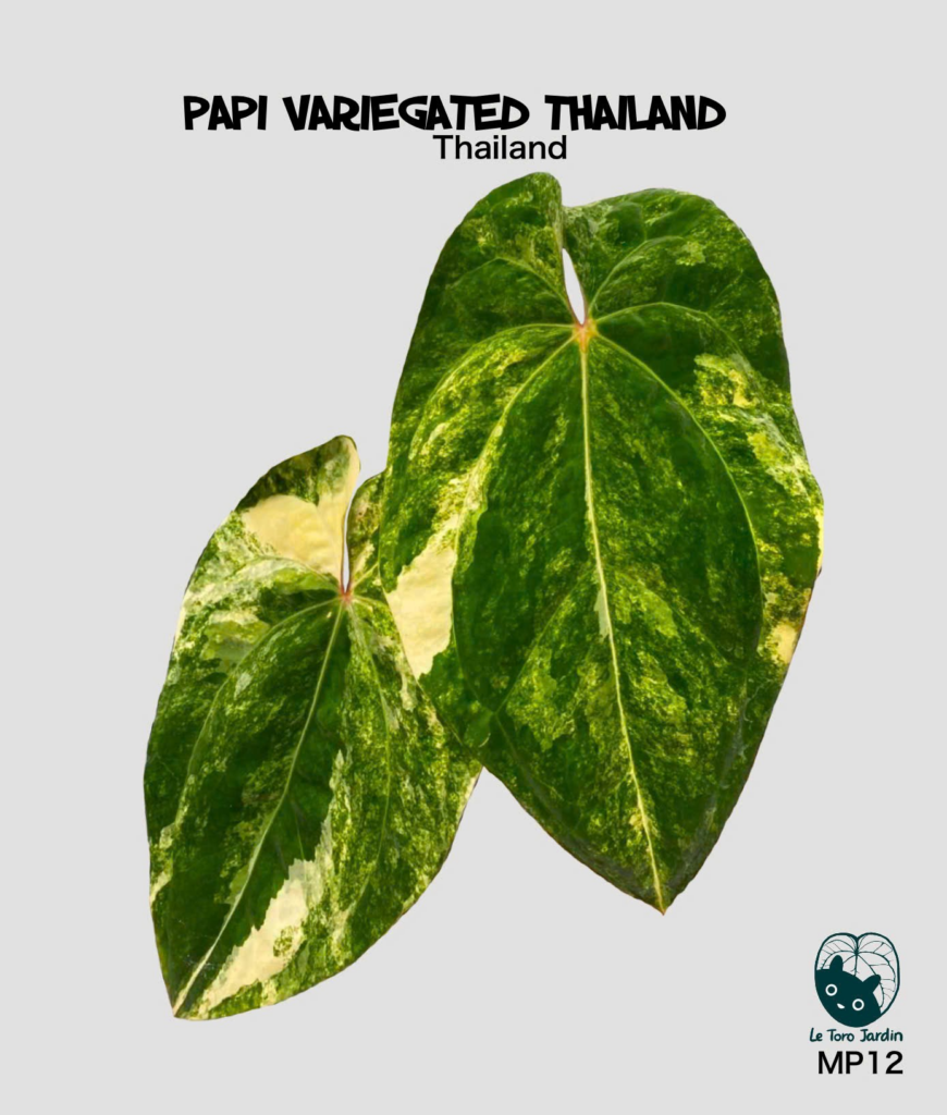 Papi variegated