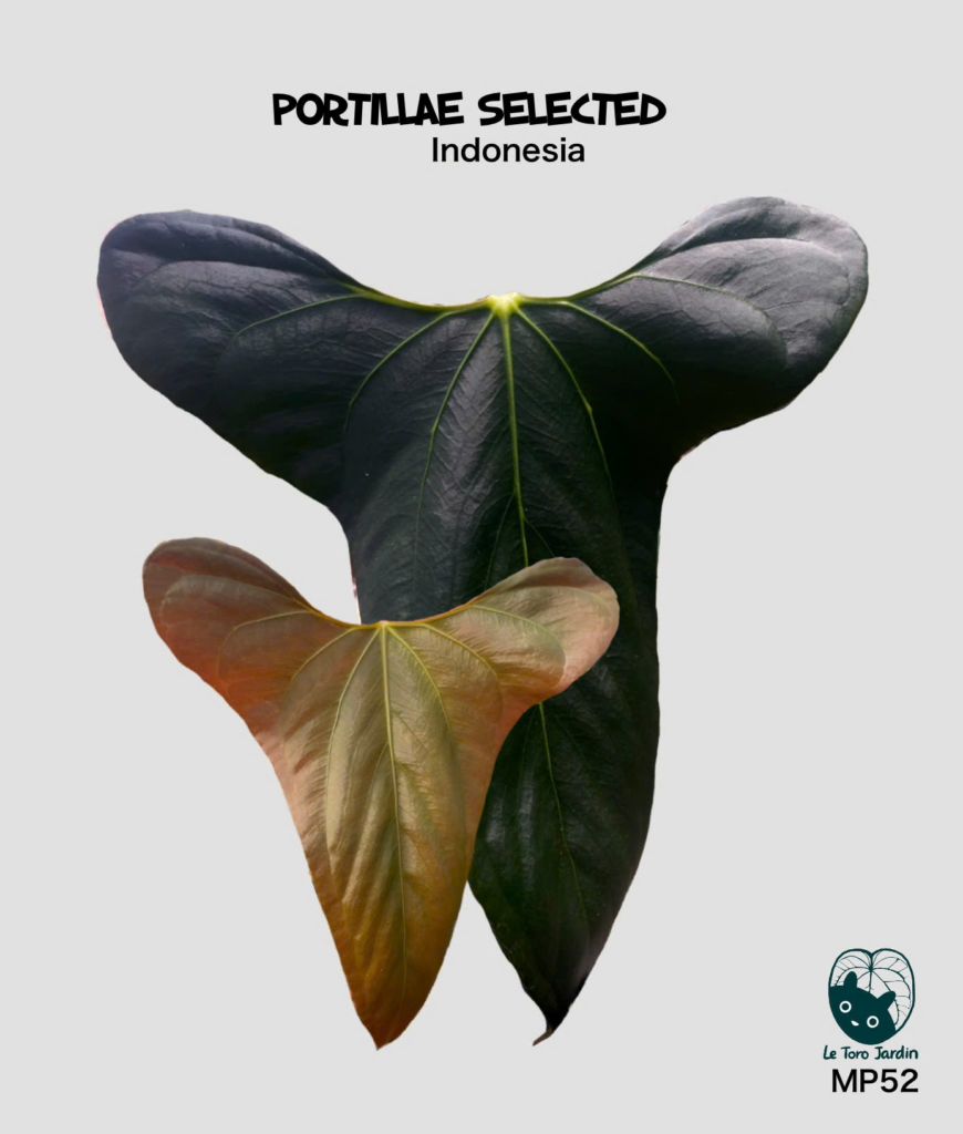 Portillae Indo