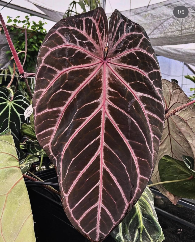 Red crystall Tezula 01