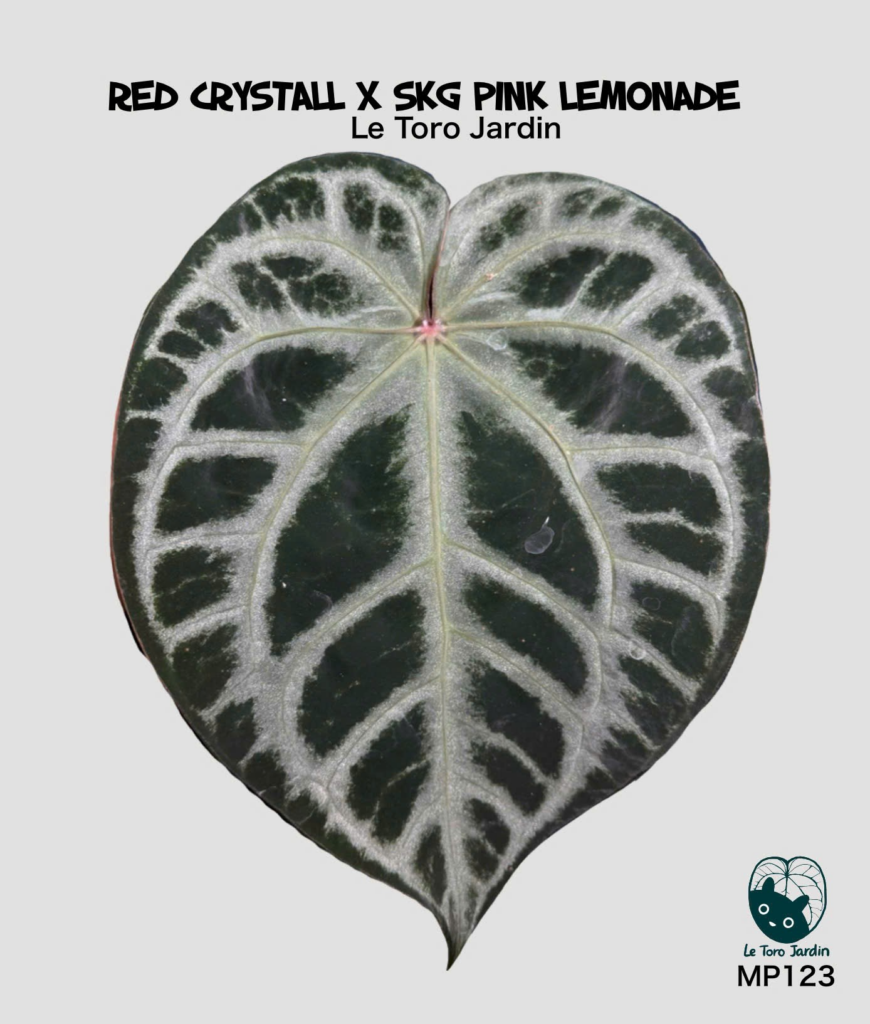 (Red crystall x SKG Pink Lemonade) 03