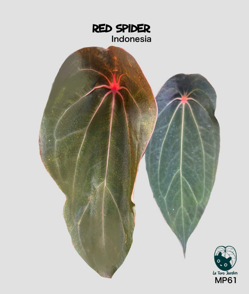 Red spider